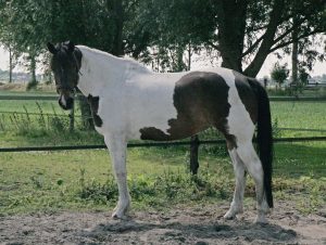 Paarden Cranio