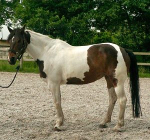 Paarden Cranio